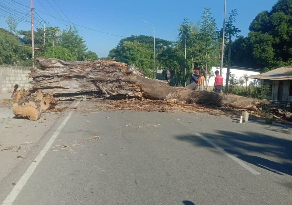 APC RAEOA Tesi Ai Ne’ebé Monu Iha Estrada Públiku
